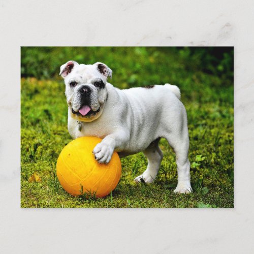 English Bulldog w Ball Postcard