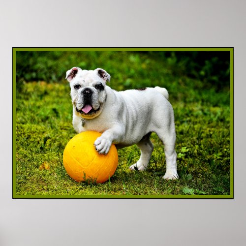English Bulldog w Ball Poster
