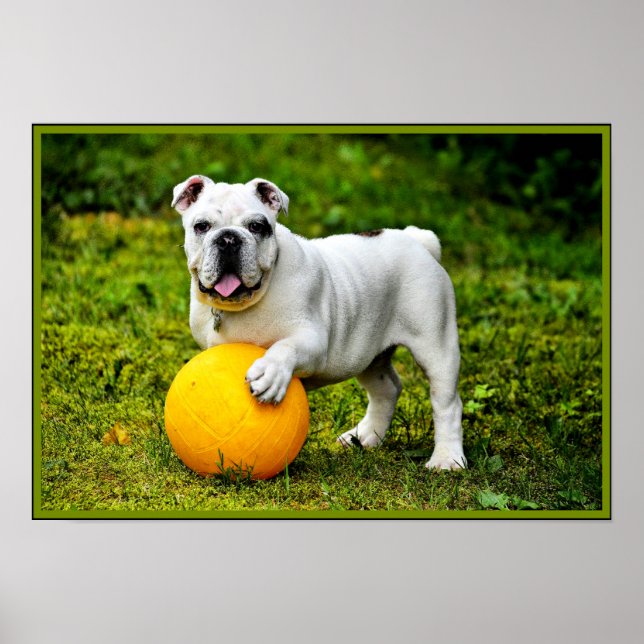 English Bulldog w/ Ball Poster (Front)