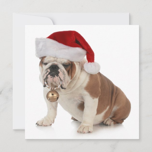 bulldog with santa hat