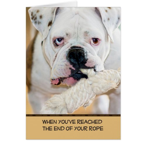 English Bulldog with spotted ears Rope in Mouth