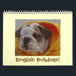 English Bulldogs Calendar! Calendar<br><div class="desc">Customize this calendar to start and end on whichever month and year you want! Perfect gift for the bulldog lover in your life!</div>