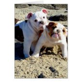 English Bulldogs Puppy Love! (Front)