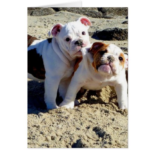 English Bulldogs Puppy Love! (Front)