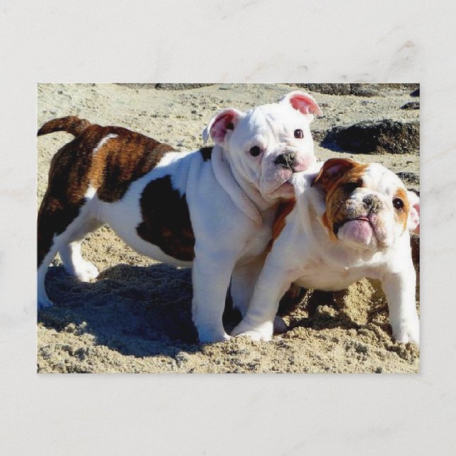English Bulldogs Puppy Love! Postcard (Front)