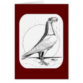 English Carrier Pigeon 1978 (Front)