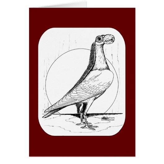 English Carrier Pigeon 1978 (Front)