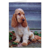 English Cocker Spaniel (Front)