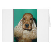 English Cocker Spaniel (Front Horizontal)