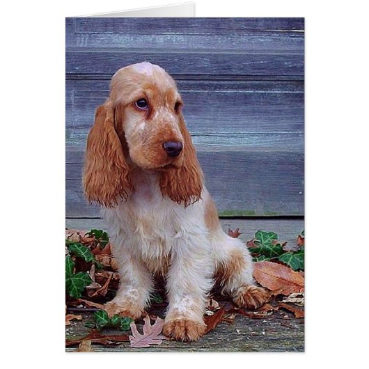 English Cocker Spaniel Cards (Front)