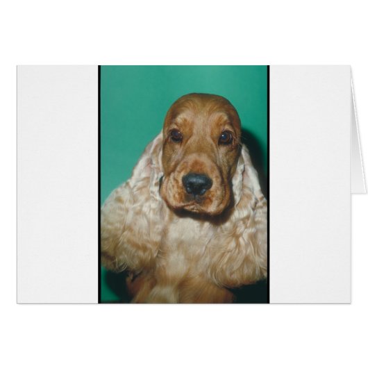 English Cocker Spaniel Cards (Front Horizontal)