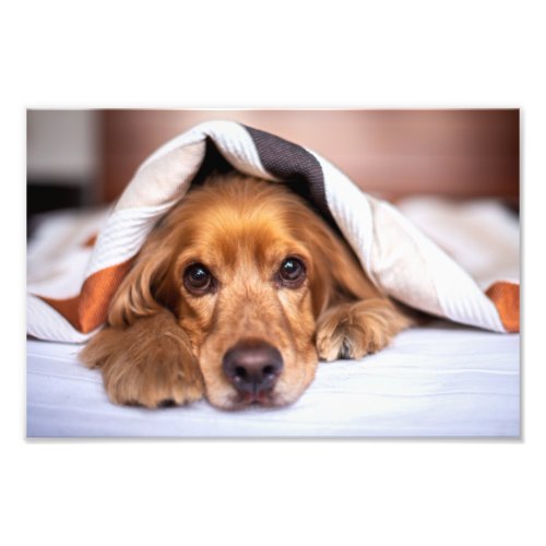 English Cocker Spaniel Dog Photo Print