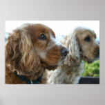 English Cocker Spaniel Dog Poster