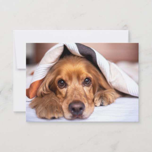 English Cocker Spaniel Dog Thank You Card (Front)