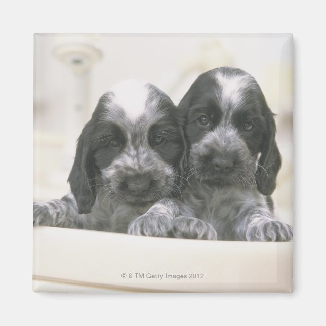 English Cocker Spaniel Magnet (Front)