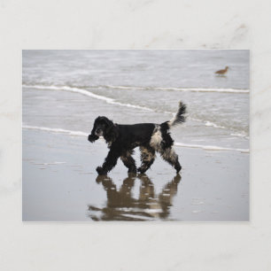English Cocker Spaniel on the Beach Postcard