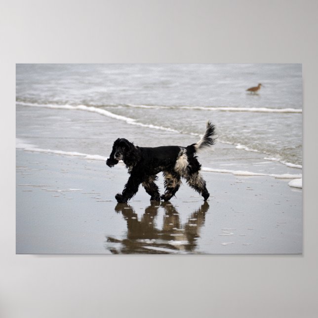 English Cocker Spaniel on the Beach Poster (Front)