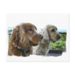 English Cocker Spaniel Postcard