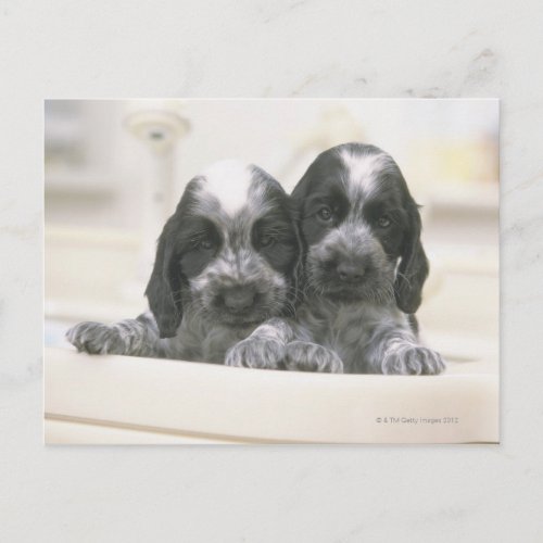 English Cocker Spaniel Postcard