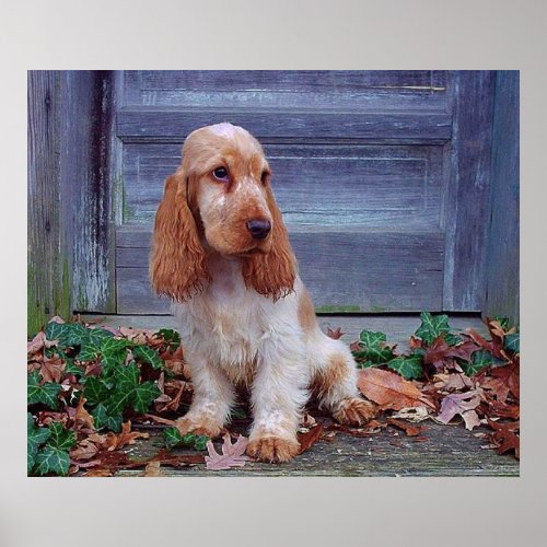 English Cocker Spaniel Print