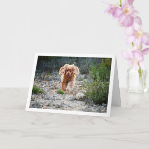 English Cocker Spaniel Running in Country Card
