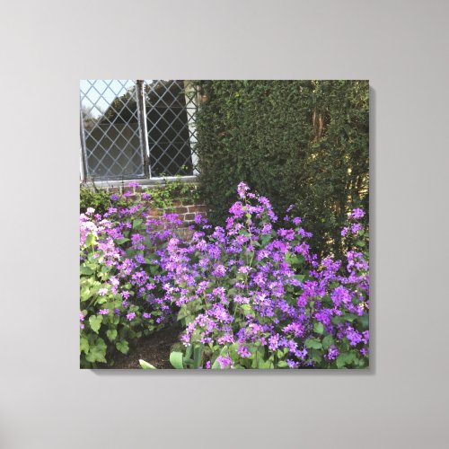 English Cottage and Purple Honesty  Canvas Print