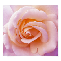English Country Garden Rose Poster