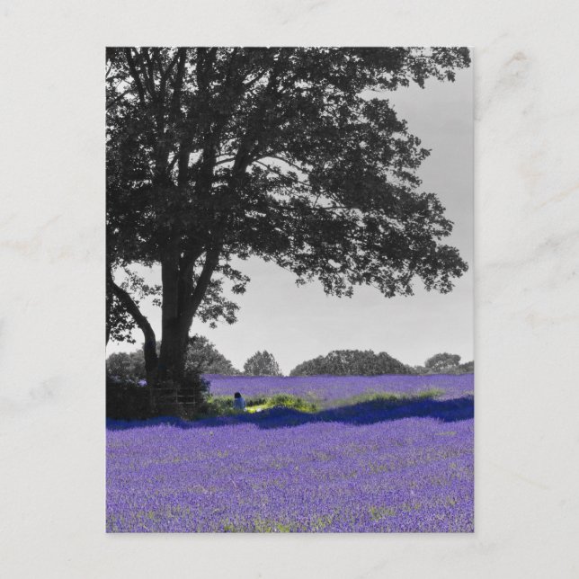 English Lavender field Postcard (Front)