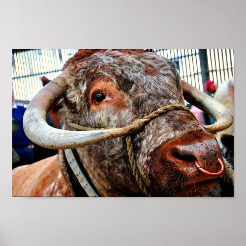 English Long Horn Cow Cattle Poster