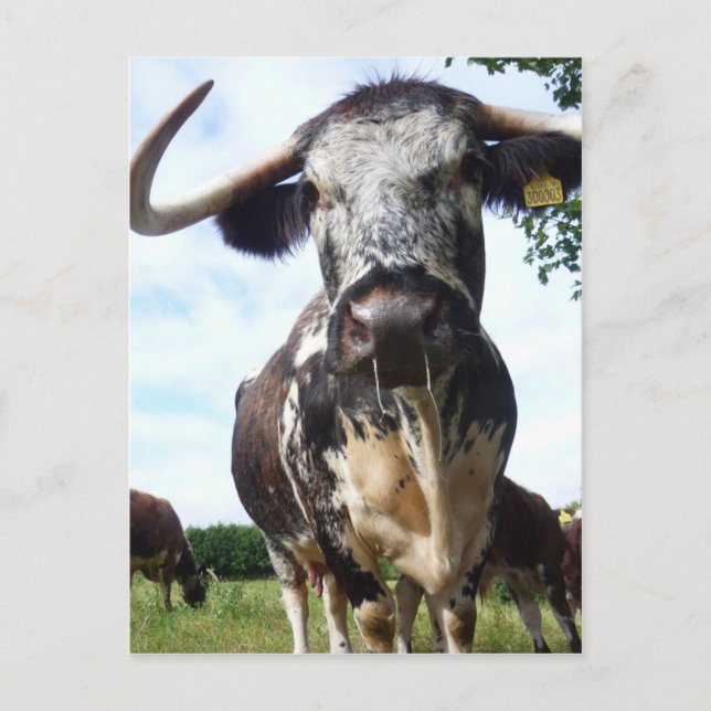 English Longhorn Cattle Cow Postcard (Front)