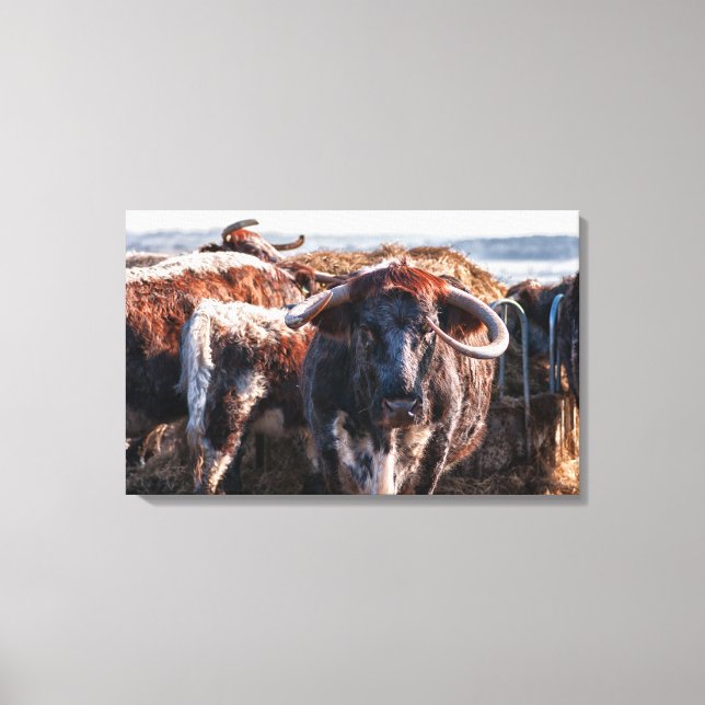English Longhorns Canvas Print (Front)