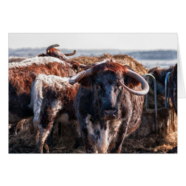 English Longhorns Cards (Front Horizontal)