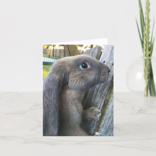 English Lop Rabbit Note Card