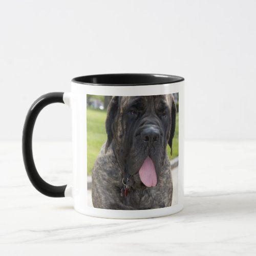 English Mastif dog in Bryon Ohio 2 Mug