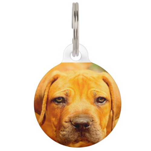 English Mastiff Dog Pet ID Tag