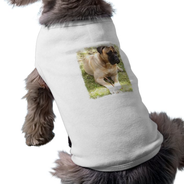 mastiff dog clothes