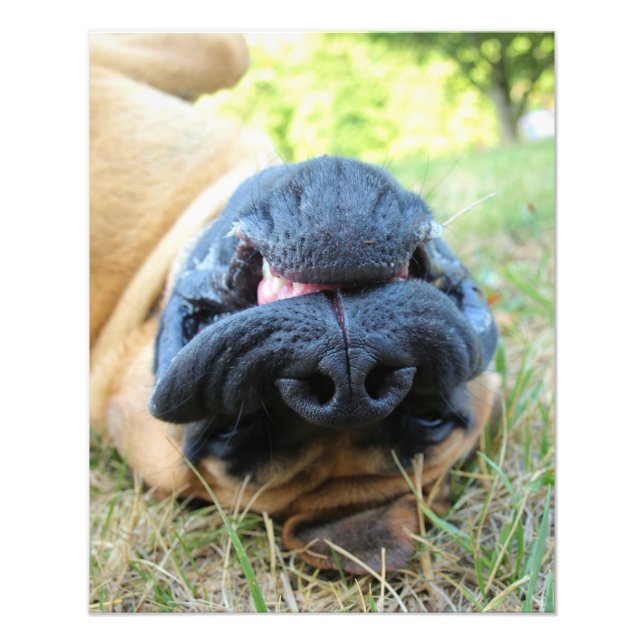 English Mastiff dog smiling - photo (Front)