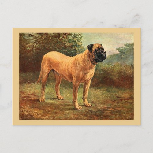 English Mastiff Dog Vintage Illustration Postcard