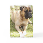 English Mastiff Greeting Card