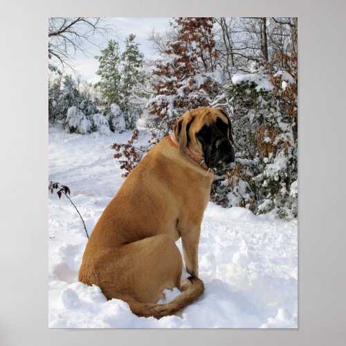English Mastiff in Winter Wonderland poster