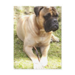 English Mastiff Postcard