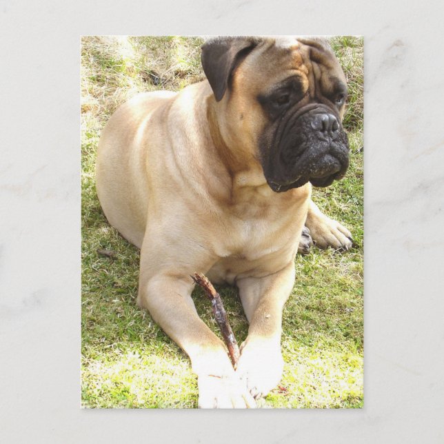 English Mastiff Postcard (Front)