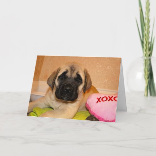 English Mastiff Puppy Valentine Card