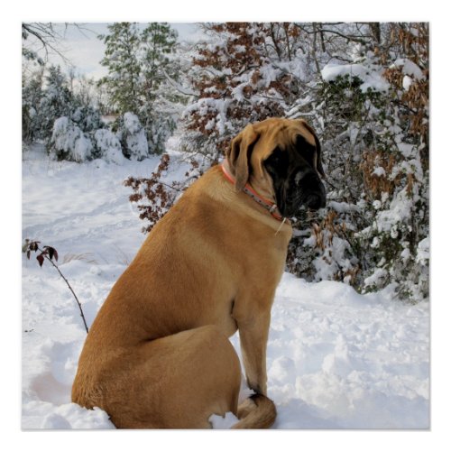 English Mastiff snow pose poster