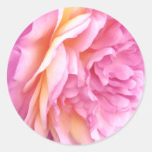 English Pink Rose Flower Floral Petals