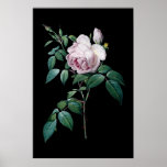 English Pink Rose Of Redoute Black Background Post Poster at Zazzle