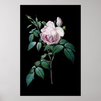 English Pink Rose Of Redoute Black Background Post Poster by botanical_prints at Zazzle