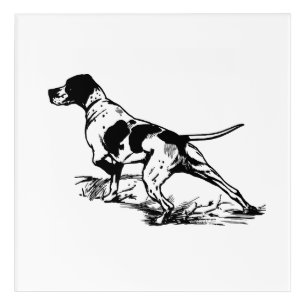 English Pointer Acrylic Print