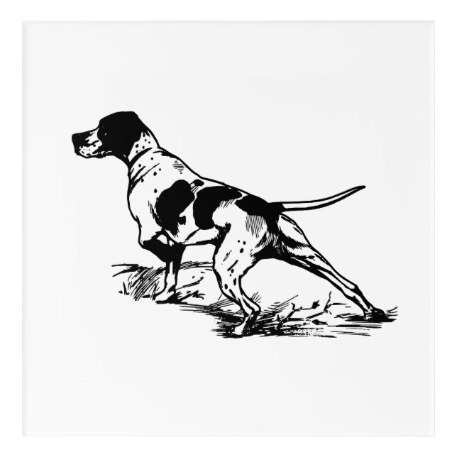 English Pointer Acrylic Print (Front)