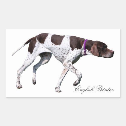 English Pointer dog beautiful photo gift Rectangular Sticker